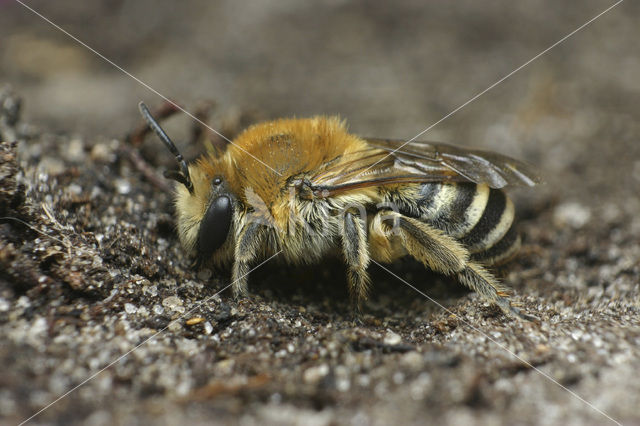 Plasterer Bee (Colletes halophilus)