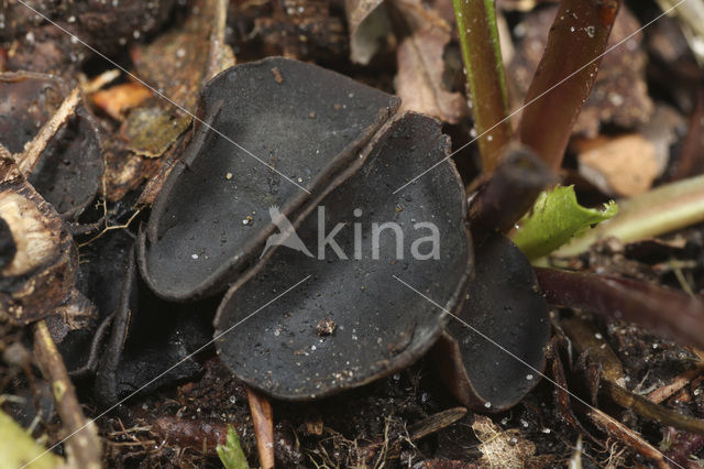 Felt Saddle (Helvella macropus)