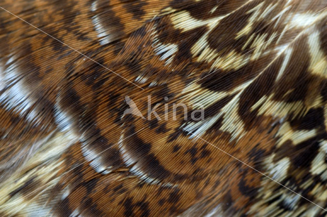 Red grouse (Lagopus lagopus scoticus)