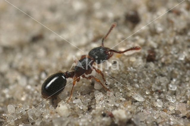 Schraallandmiertje (Myrmecina graminicola)