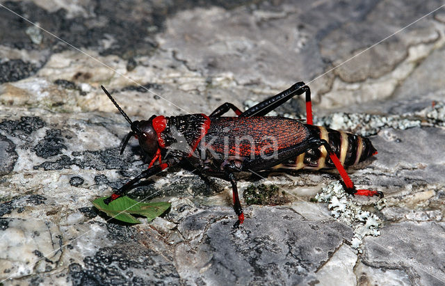 Schuimsprinkhaan (Dictyophorus spumans)