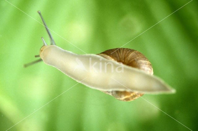 Common Garden Snail (Helix aspersa aspersa)
