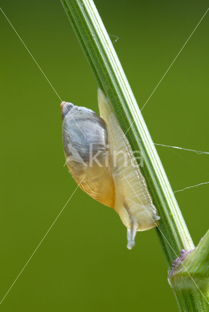 snail