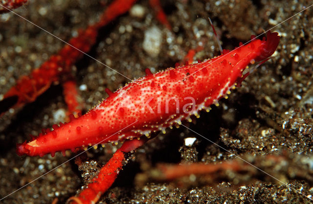 slender simnia (Phenacovolva rosea)