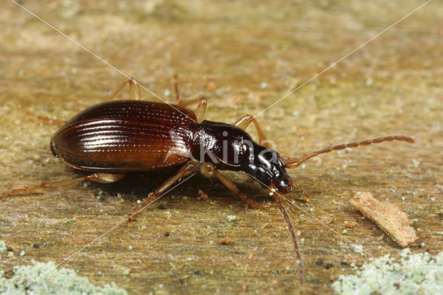 Oxypselaphus obscurus