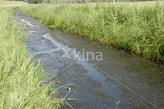 Smalle waterpest (Elodea nuttallii)