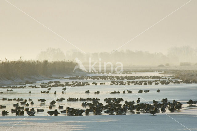 Wigeon (Anas penelope)