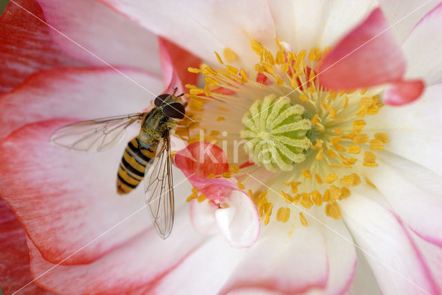 Marmelade Fly (Episyrphus balteatus)