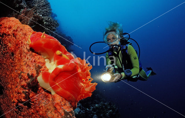 Spaanse danseres (Hexabranchus sanguineus)