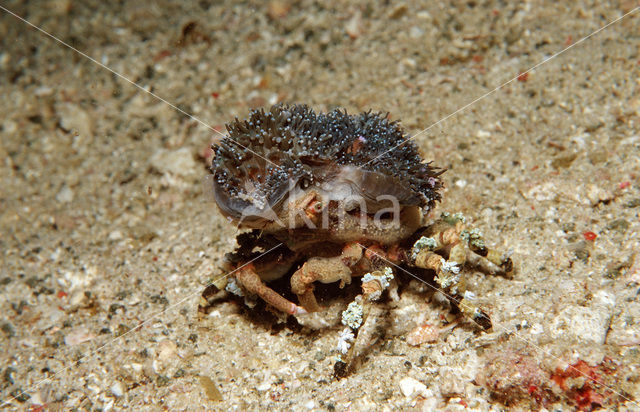 Decorator spider crab (Cyclocoeloma tuberculata)