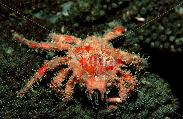 spider crab (Schizophrys aspera)