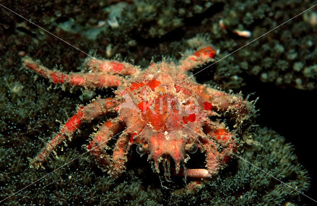 spinkrab (Schizophrys aspera)