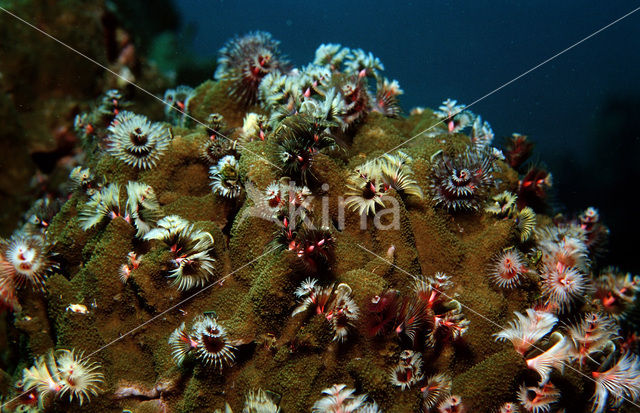 Christmas tree worm (Spirobranchus giganteus)