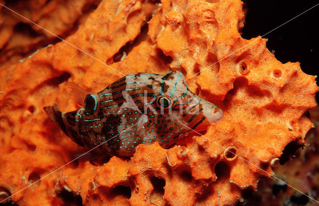 Spitssnuit kogelvis (Canthigaster papua)