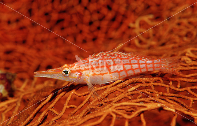 Longnose hawkfish (Oxycirrhites typus)