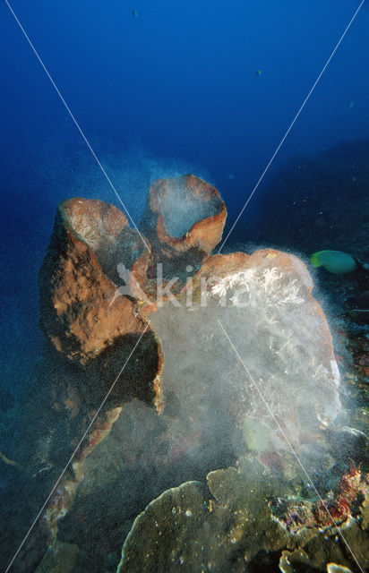 sponge