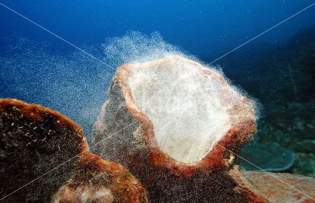 sponge