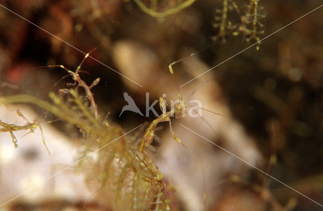 Skeleton shrimp (Caprella spec.)