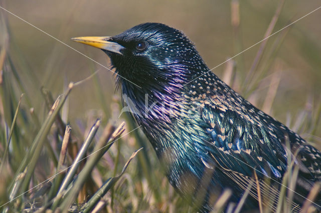 Spreeuw (Sturnus vulgaris)