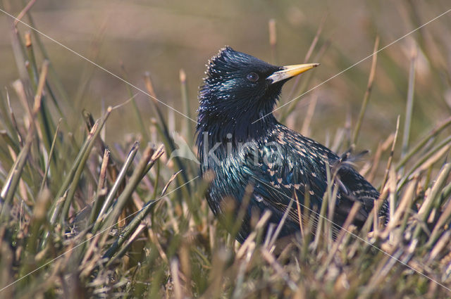 European Starling (Sturnus vulgaris)