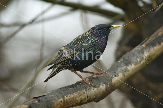 European Starling (Sturnus vulgaris)
