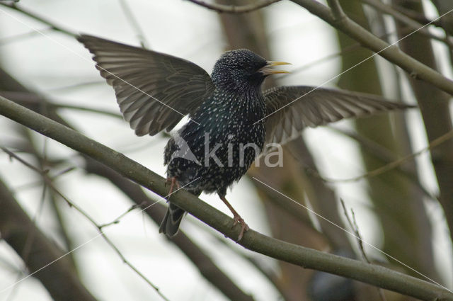 European Starling (Sturnus vulgaris)
