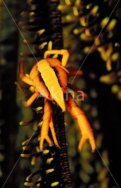 elegant squat lobster (Allogalathea elegans)