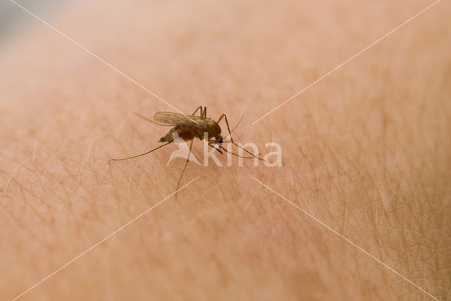 northern house mosquito (Culex pipiens)