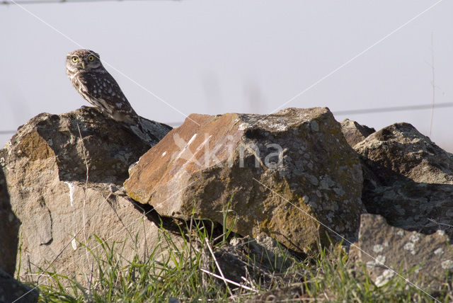 Little Owl (Athene noctua)