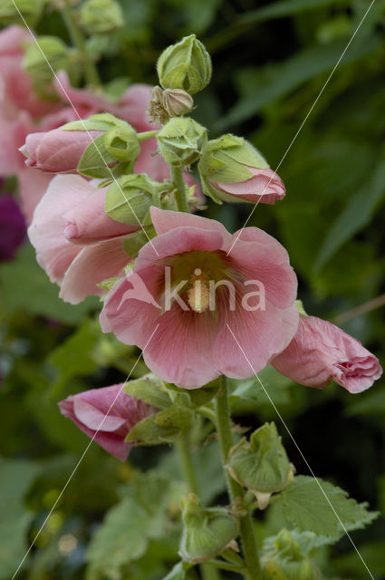 Stokroos (Alcea rosea)
