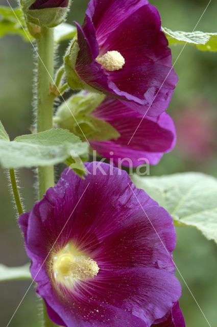 Stokroos (Alcea rosea)