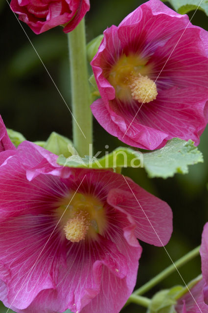 Stokroos (Alcea rosea)