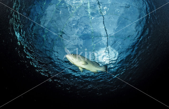 Tandbaars (Epinephelus marginatus)