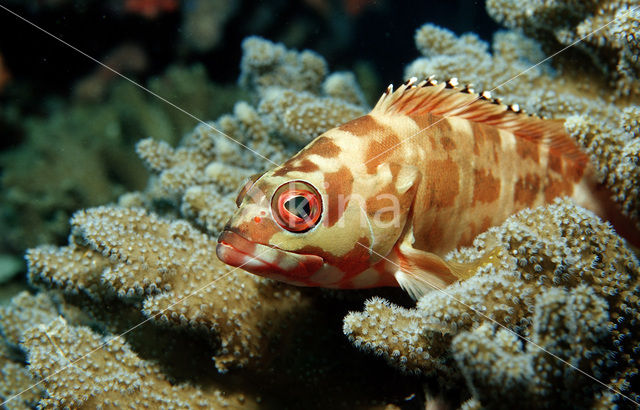 Tandbaars (Epinephelus fasciatus)