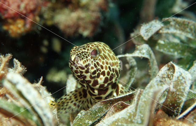 Honeycomb grouper (Epinephelus merra)