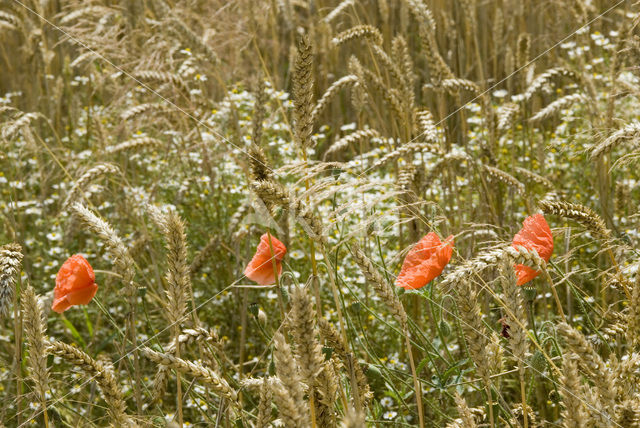 Bread Wheat (Triticum aestivum)