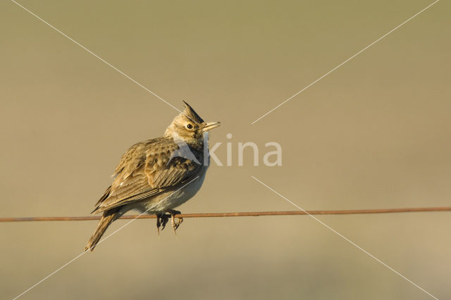 Thekla Lark (Galerida theklae)