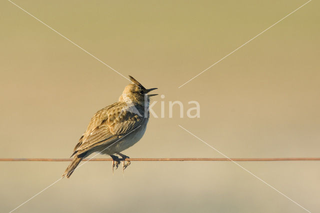 Thekla Lark (Galerida theklae)