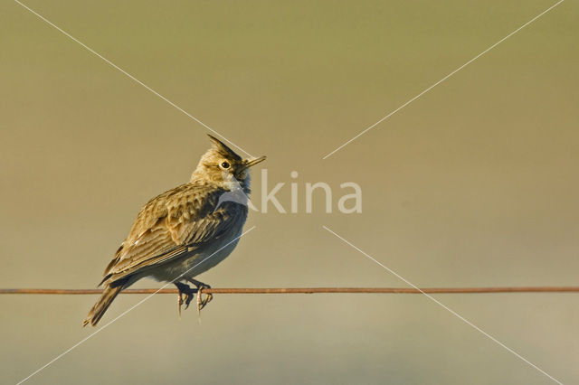 Thekla Lark (Galerida theklae)