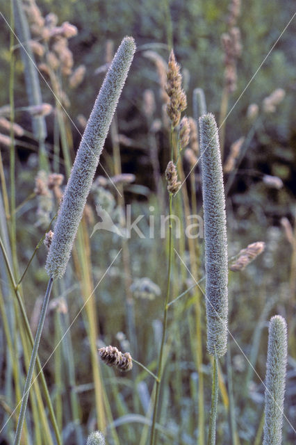 Cat’s-tail (Phleum pratense)