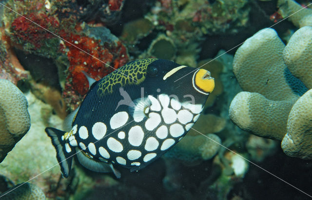 Clown triggerfish (Balistoides conspicillum)