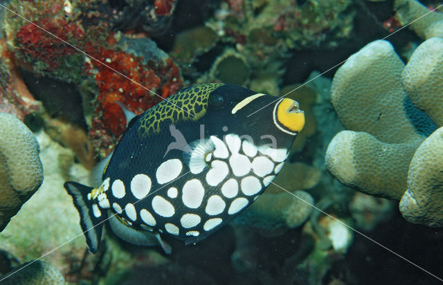 Trekkervis (Balistoides conspicillum)