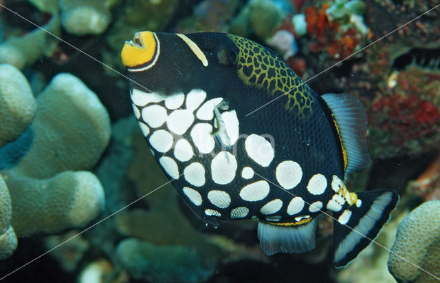 Clown triggerfish (Balistoides conspicillum)