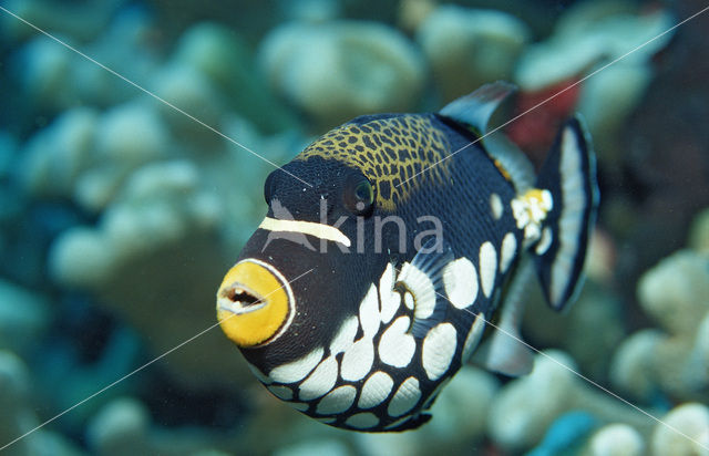 Clown triggerfish (Balistoides conspicillum)