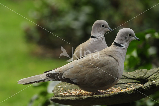 Turkse Tortel (Streptopelia decaocto)