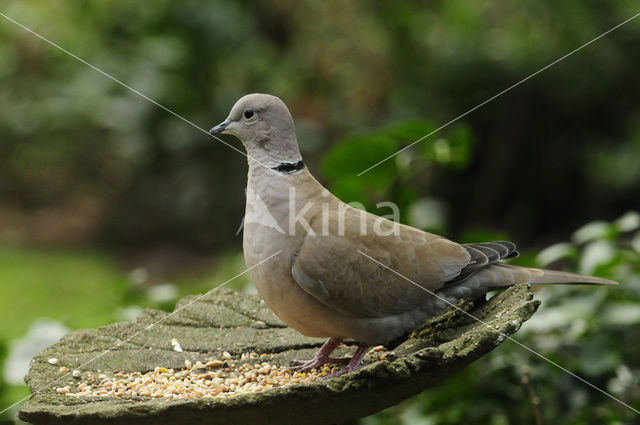 Turkse Tortel (Streptopelia decaocto)