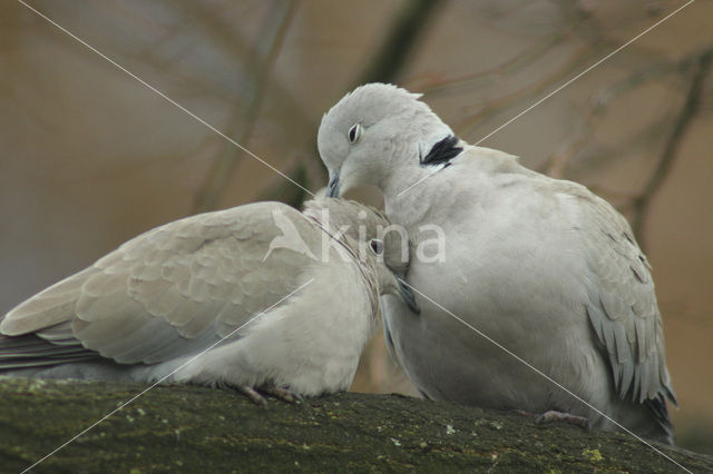 Collared Turtle Dove (Streptopelia decaocto)