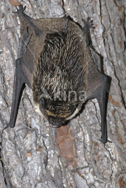 particolored bat (Vespertilio murinus)