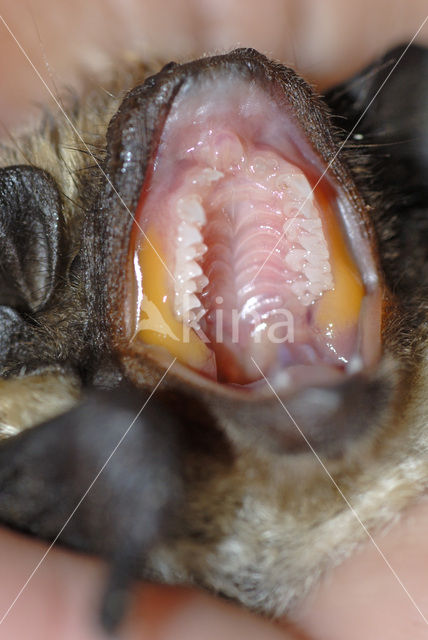 particolored bat (Vespertilio murinus)