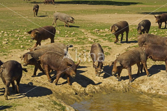 Pig (Sus domesticus)